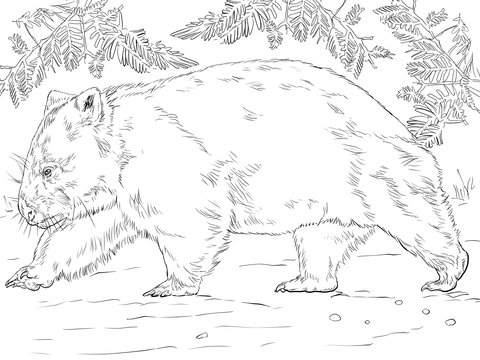 Wombat Bear Coloring Page